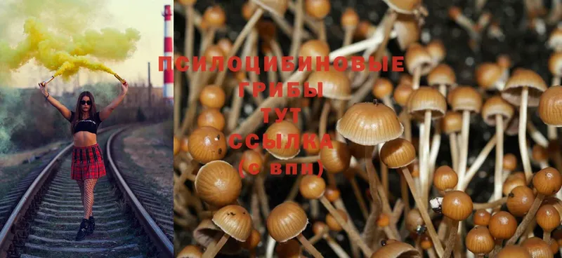 даркнет наркотические препараты  Берёзовка  Галлюциногенные грибы Magic Shrooms  mega ТОР 